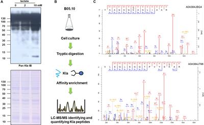 Systematic Analysis of Lysine Lactylation in the Plant Fungal Pathogen Botrytis cinerea